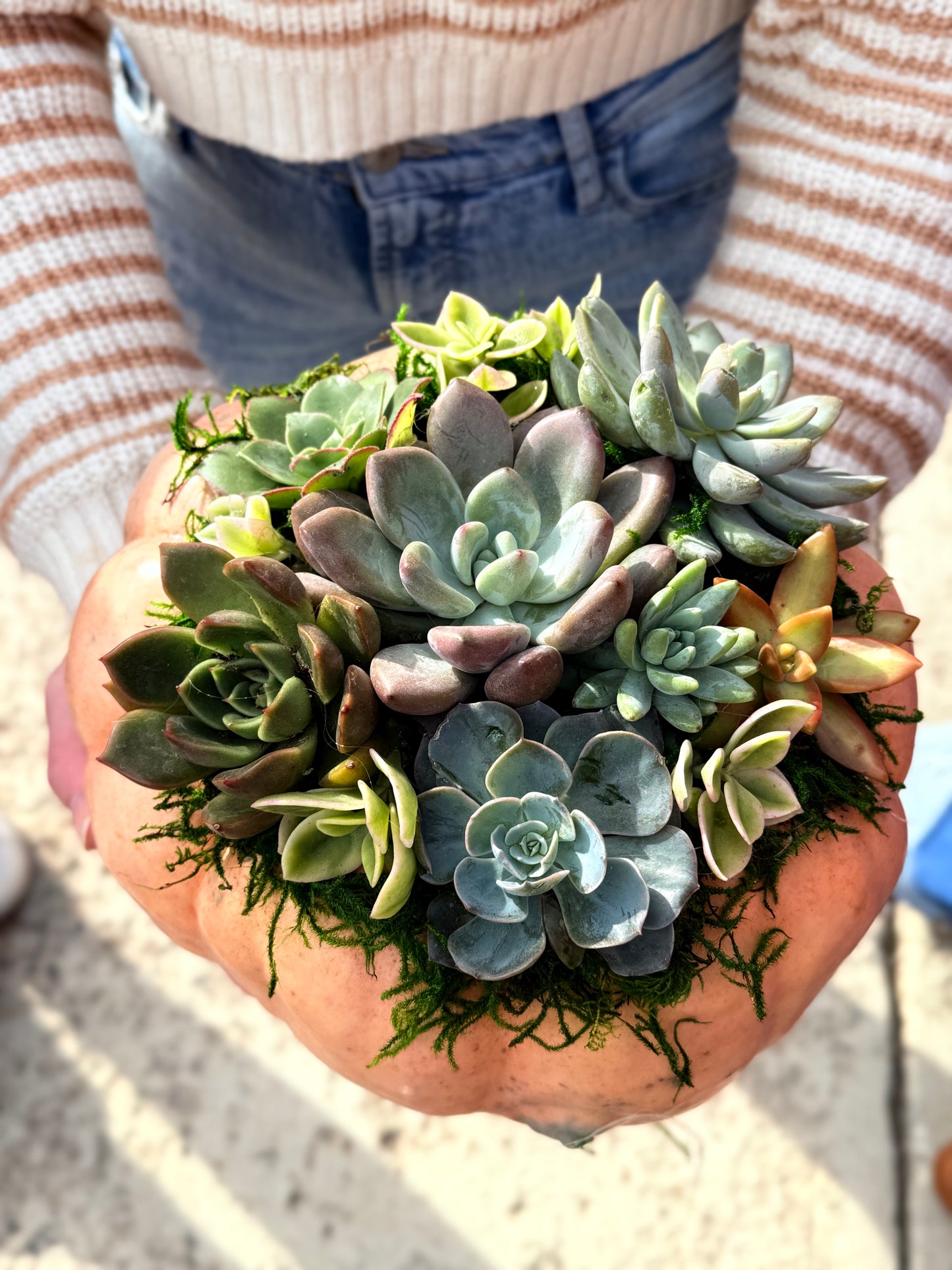Succulent Pumpkin Workshop| Wet woody's Pub & Grub | Deer Creek, MN