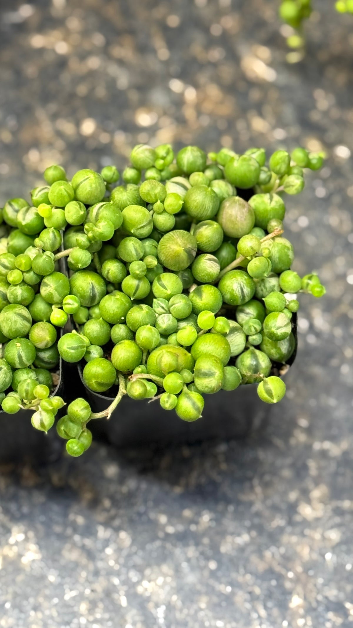 Variegated String of Pearls Trailing Succulent