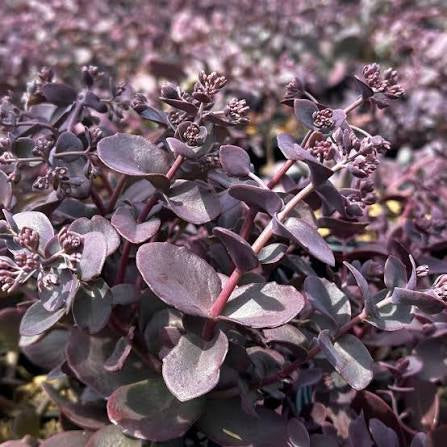 SEDUM CHERRY TART -MN OUTDOOR PERENNIAL 4" POT
