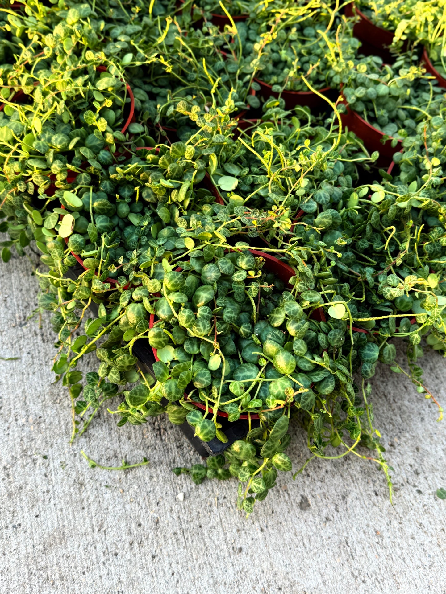 4” Super full String of turtles