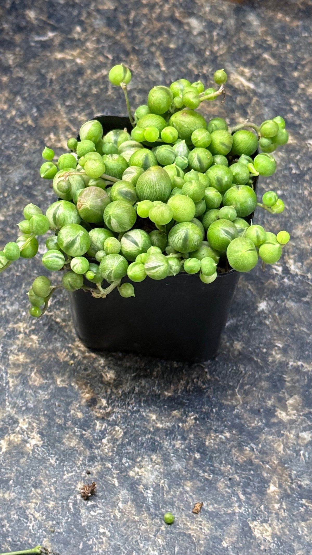 Variegated String of Pearls Trailing Succulent