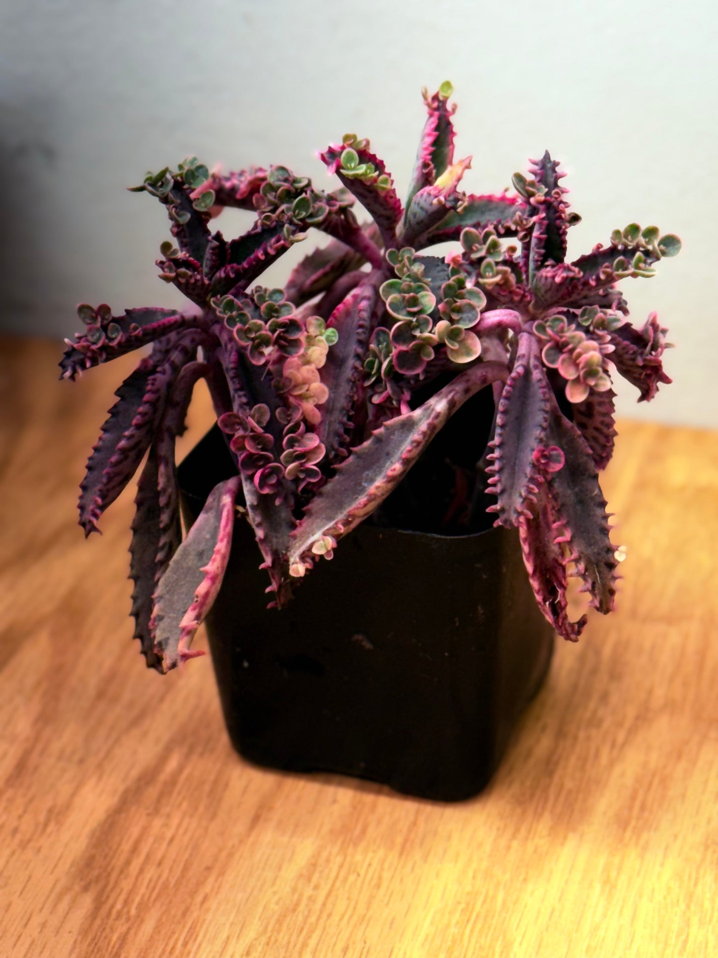 Rare Find -Variegated Pink Butterfly Mother of Thousands - Only 3 available