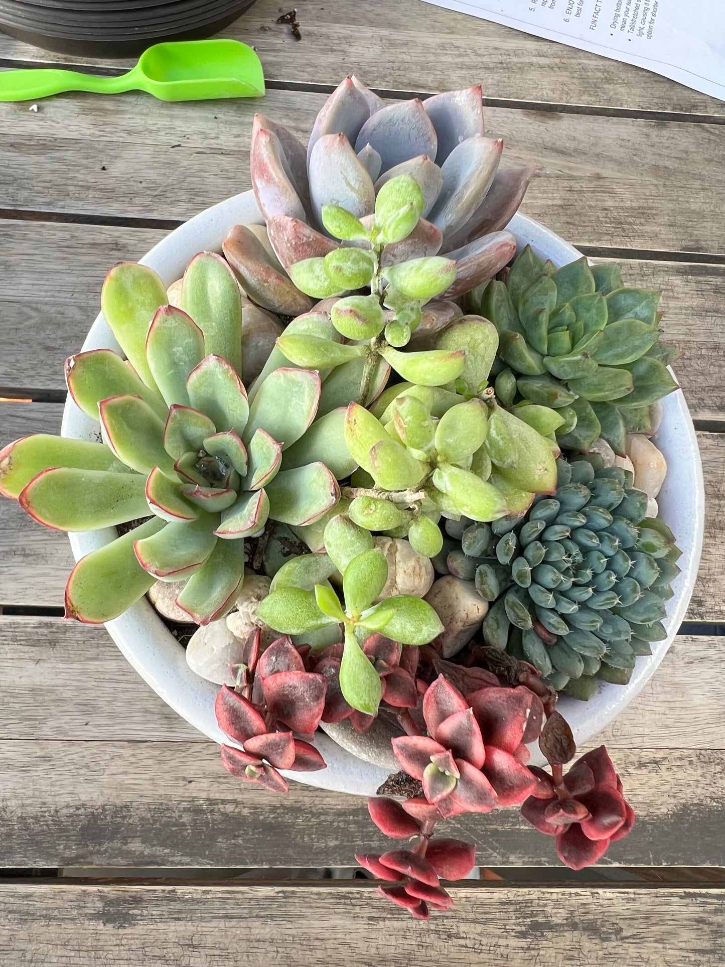 DIY Succulent Workshop | ABC Brewing- Battle Lake, MN | On the Patio!