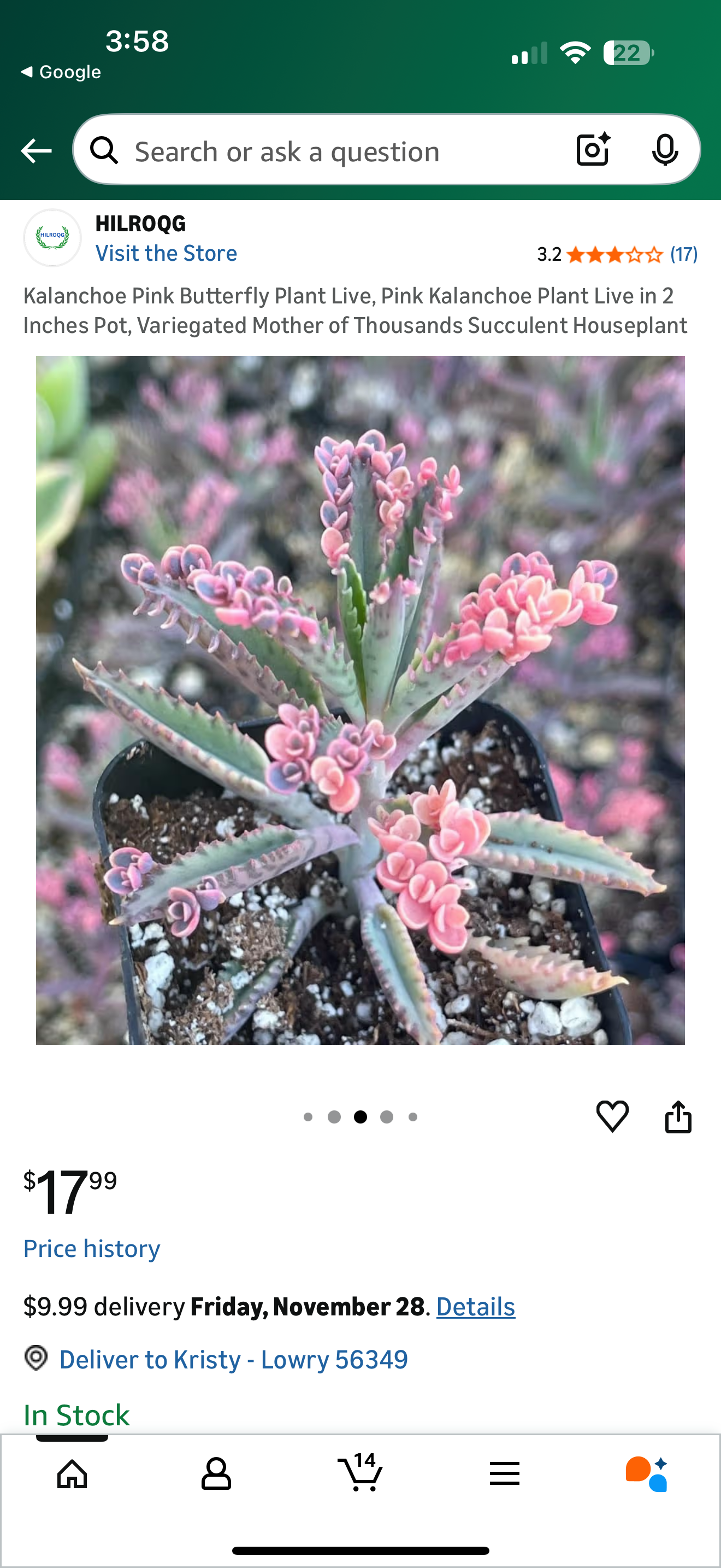 Rare Find -Variegated Pink Butterfly Mother of Thousands - Only 3 available