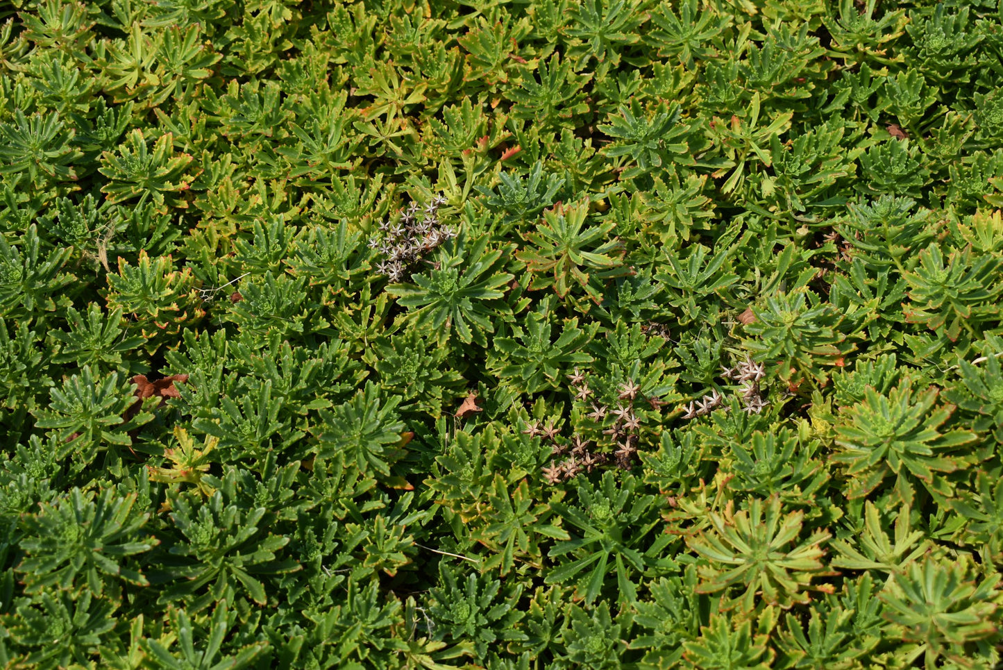 SEDUM WEIHENSTEPHANER GOLD -MN OUTDOOR PERENNIAL 4" POT