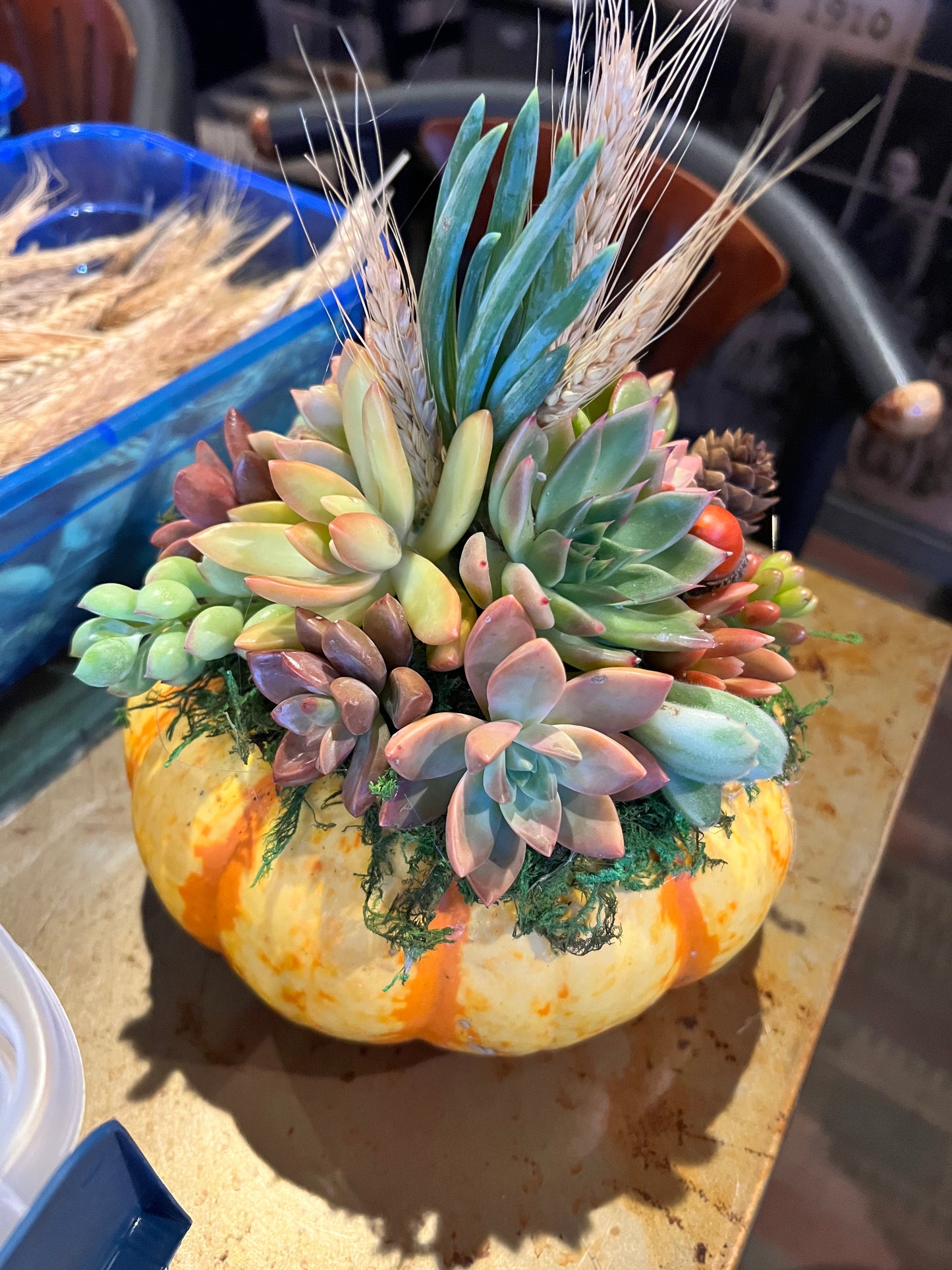 Succulent Pumpkin Workshop at Copper Trail Brewing - Alexandria, MN