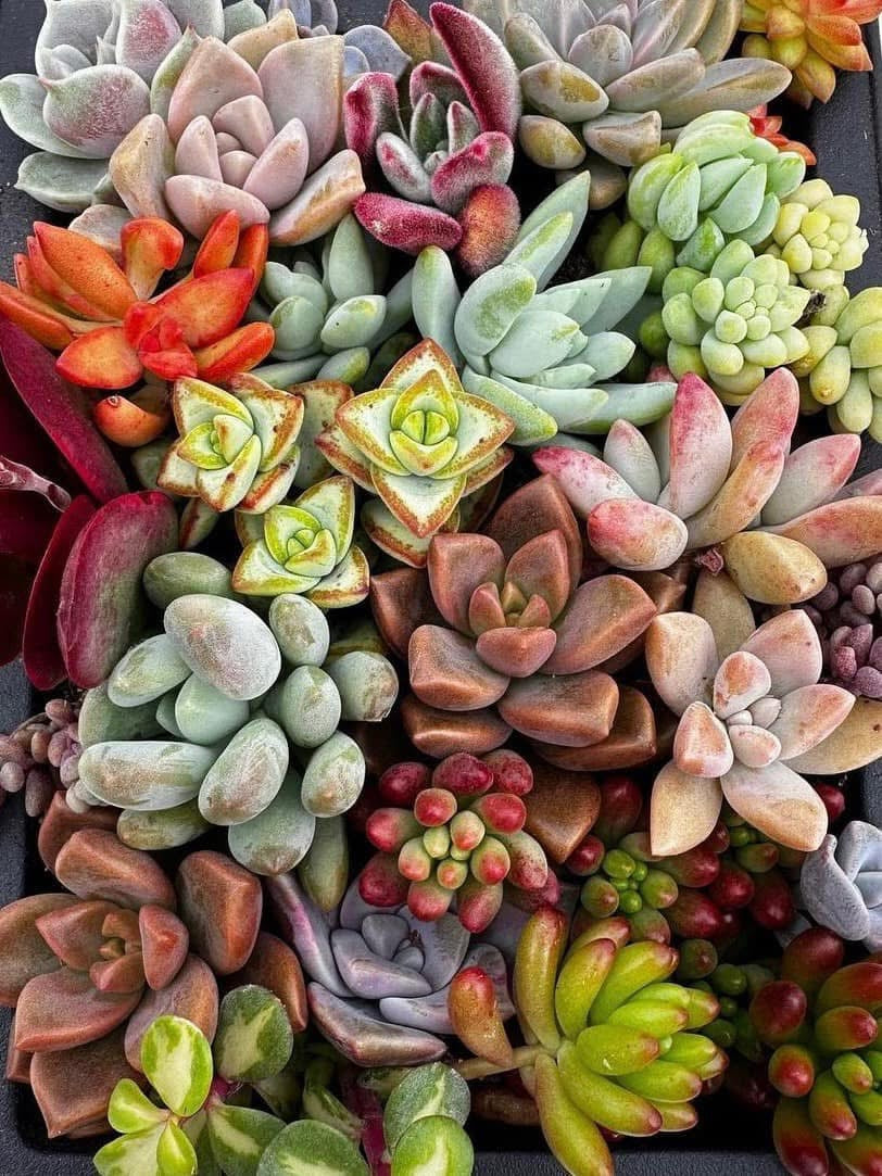 Succulent Pumpkin Workshop at Messiah Lutheran Church - Underwood, MN OPEN TO THE PUBLIC