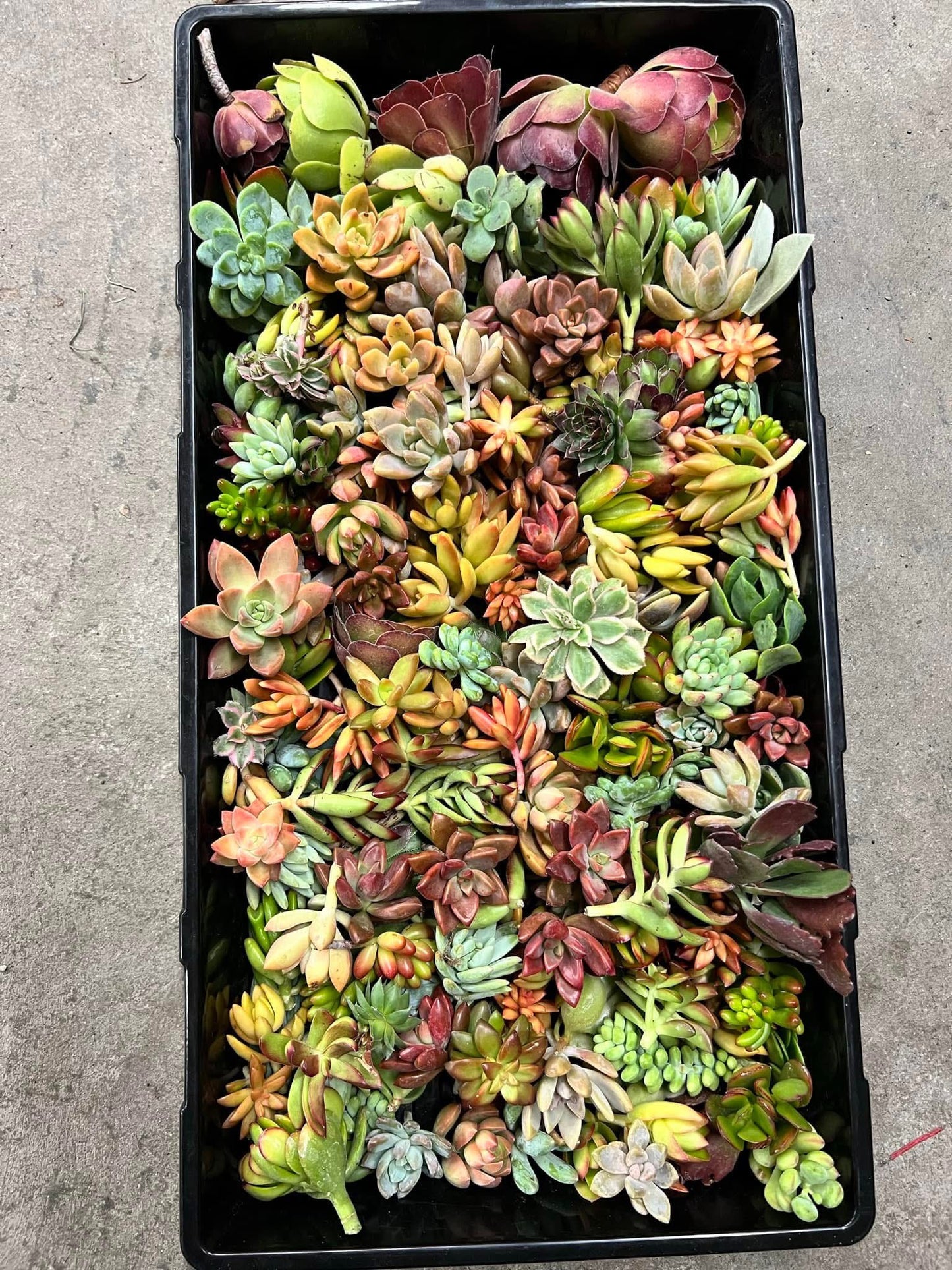 Succulent Pumpkin Workshop at Messiah Lutheran Church - Underwood, MN OPEN TO THE PUBLIC