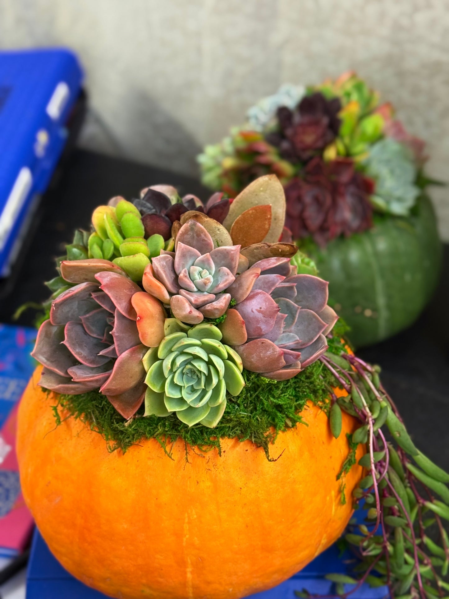 Succulent Pumpkin Workshop| Copper Trail Brewing Co. | Alexandria, MN - Oletoberfest