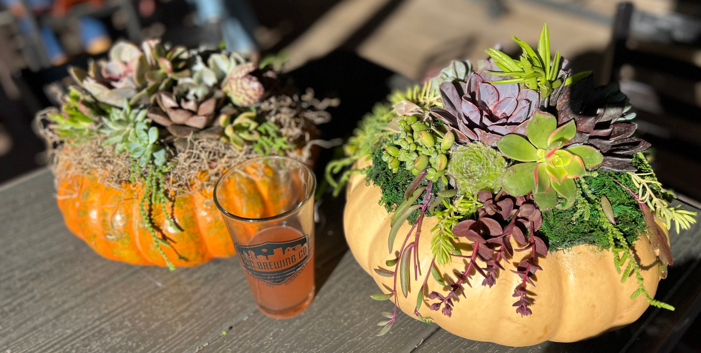 Succulent Pumpkin Workshop at Copper Trail Brewing - Alexandria, MN