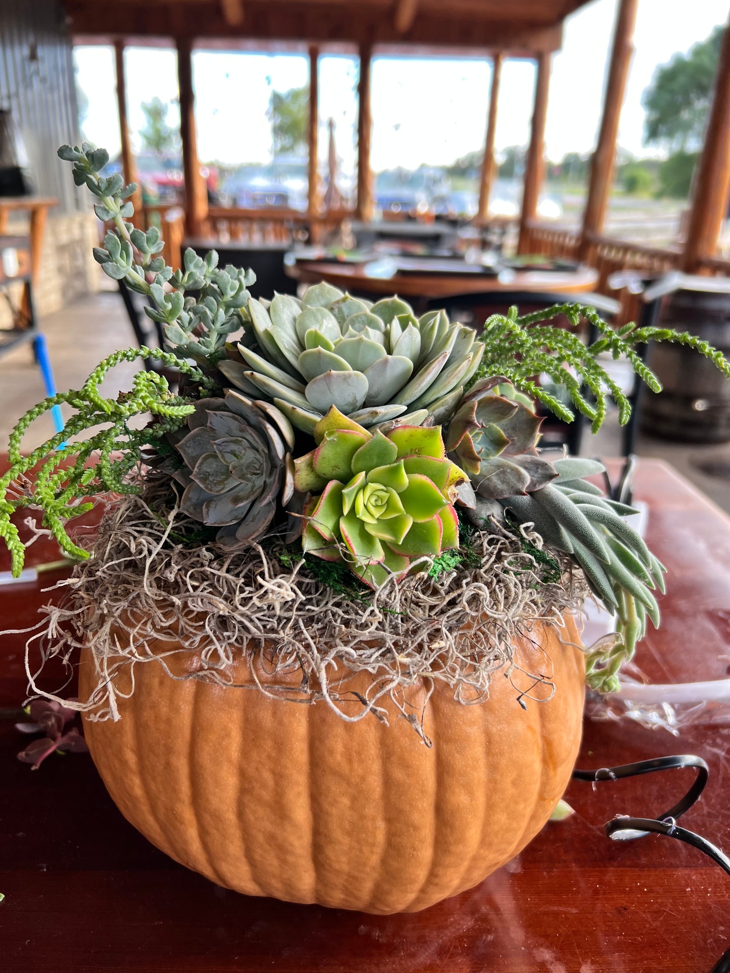 Succulent Pumpkin Workshop at Copper Trail Brewing - Alexandria, MN