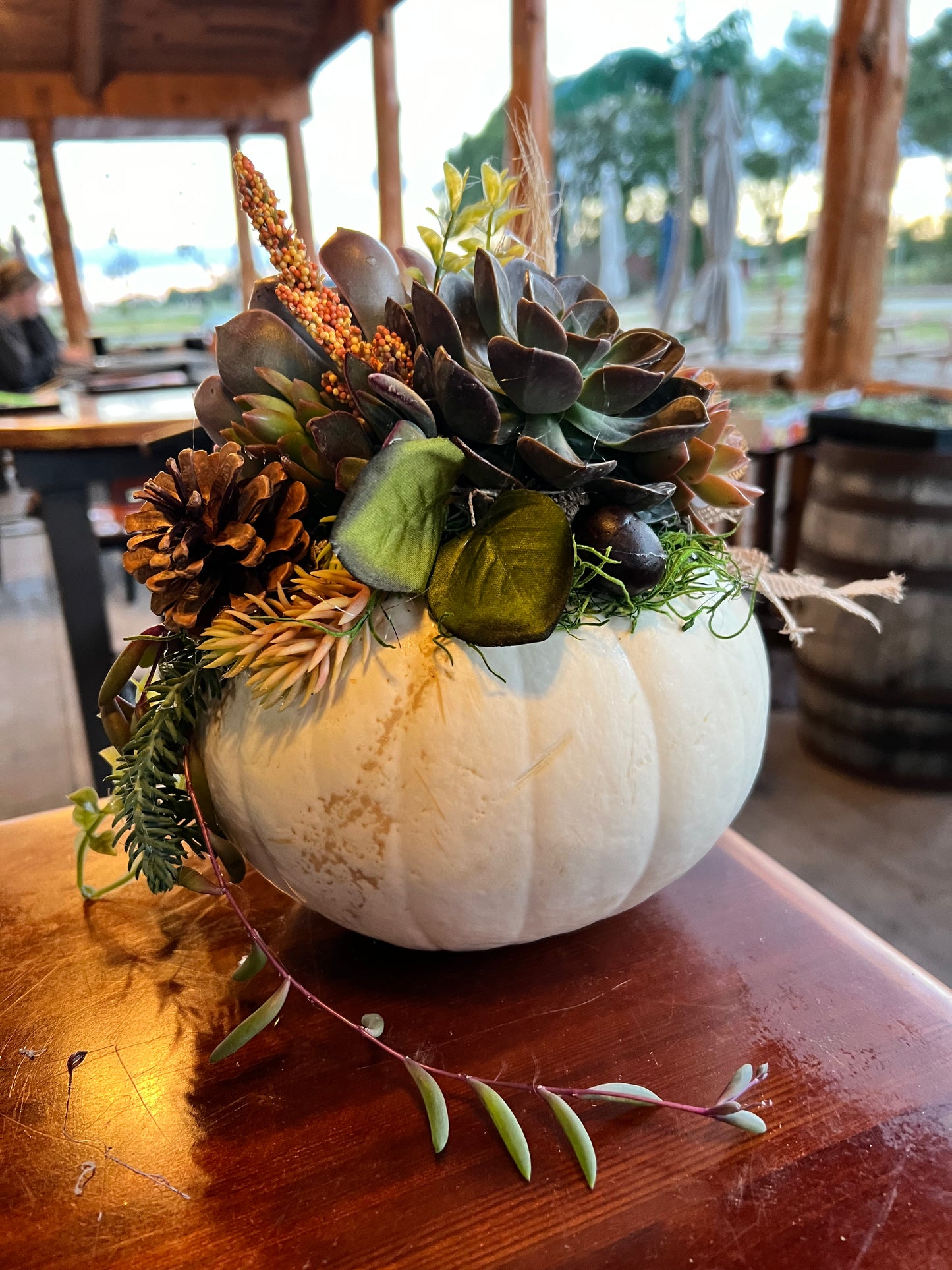 Succulent Pumpkin Workshop at Copper Trail Brewing - Alexandria, MN