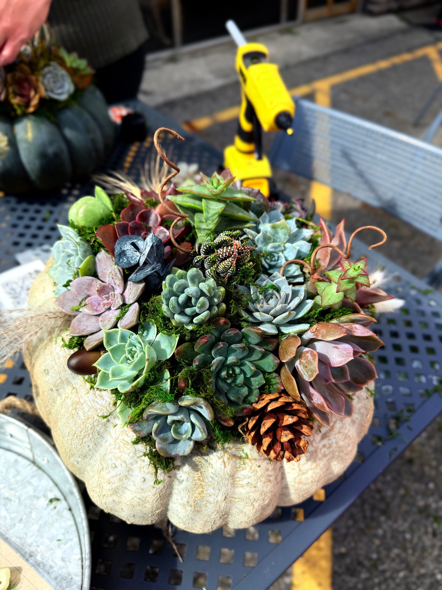 Succulent Pumpkin Workshop| ABC Brewing| Battle Lake, MN