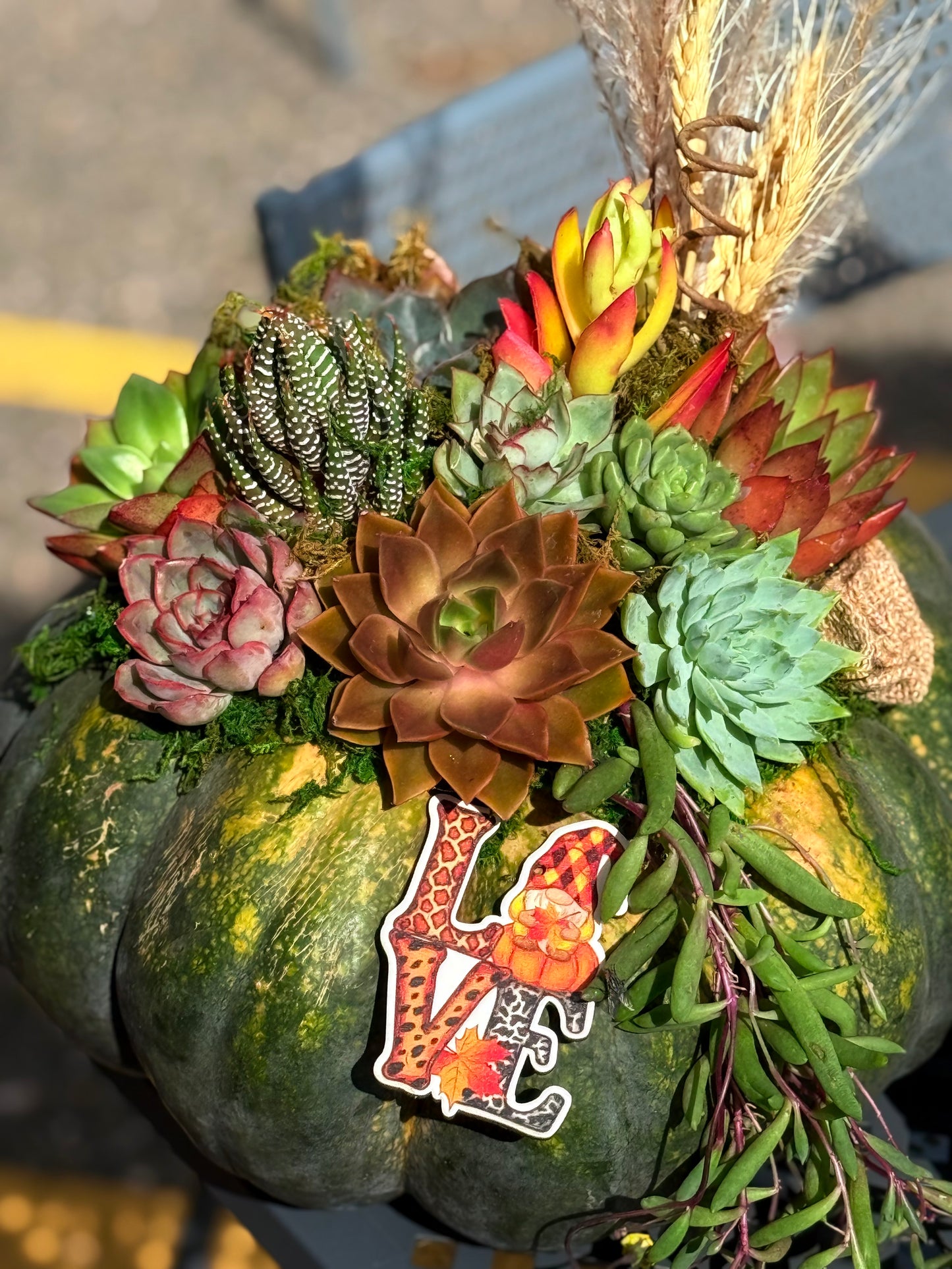 Succulent Pumpkin Workshop| Copper Trail Brewing Co. | Alexandria, MN - Oletoberfest