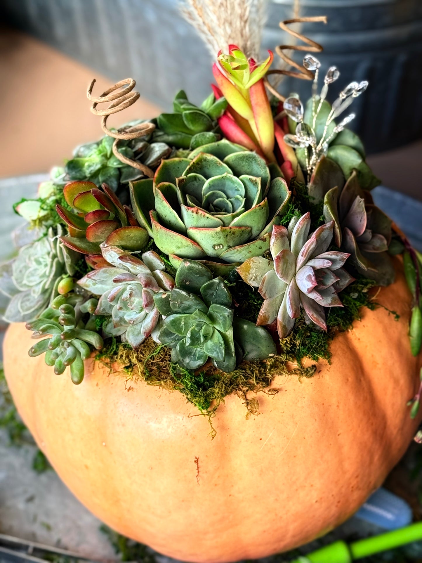 Succulent Pumpkin Workshop| ABC Brewing| Battle Lake, MN