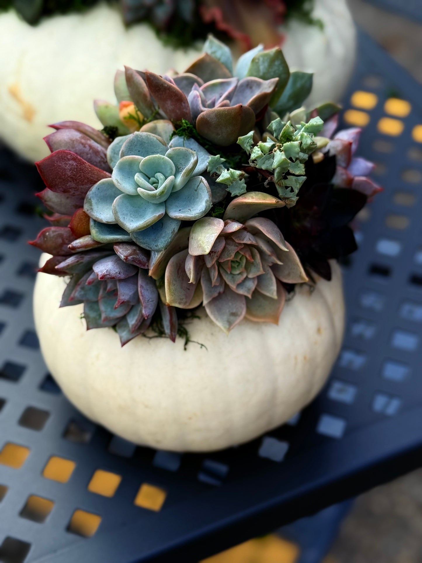Succulent Pumpkin Workshop| ABC Brewing| Battle Lake, MN