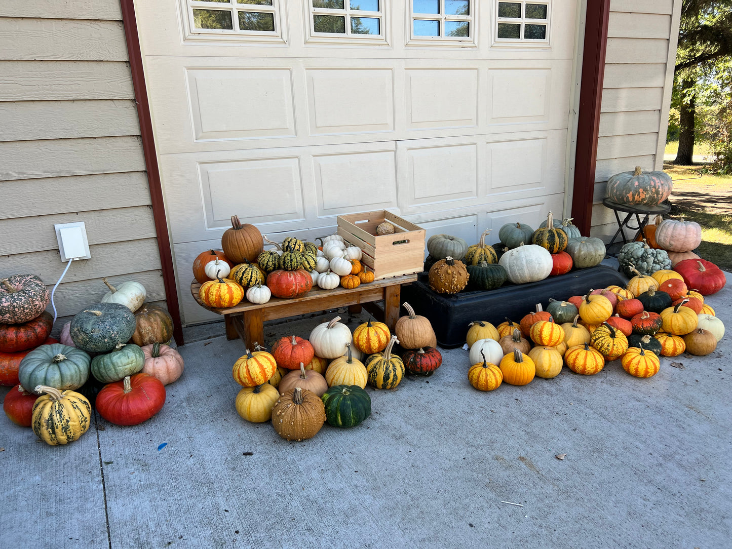 Succulent Pumpkin Workshop at Copper Trail Brewing - Alexandria, MN
