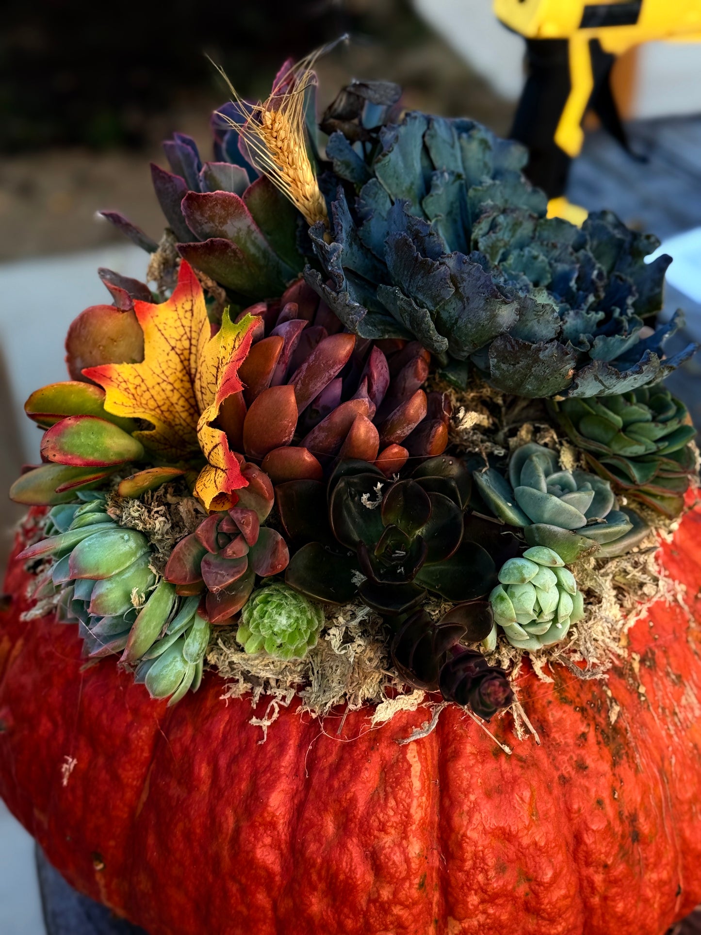 Succulent Pumpkin Workshop| Copper Trail Brewing Co. | Alexandria, MN - Oletoberfest