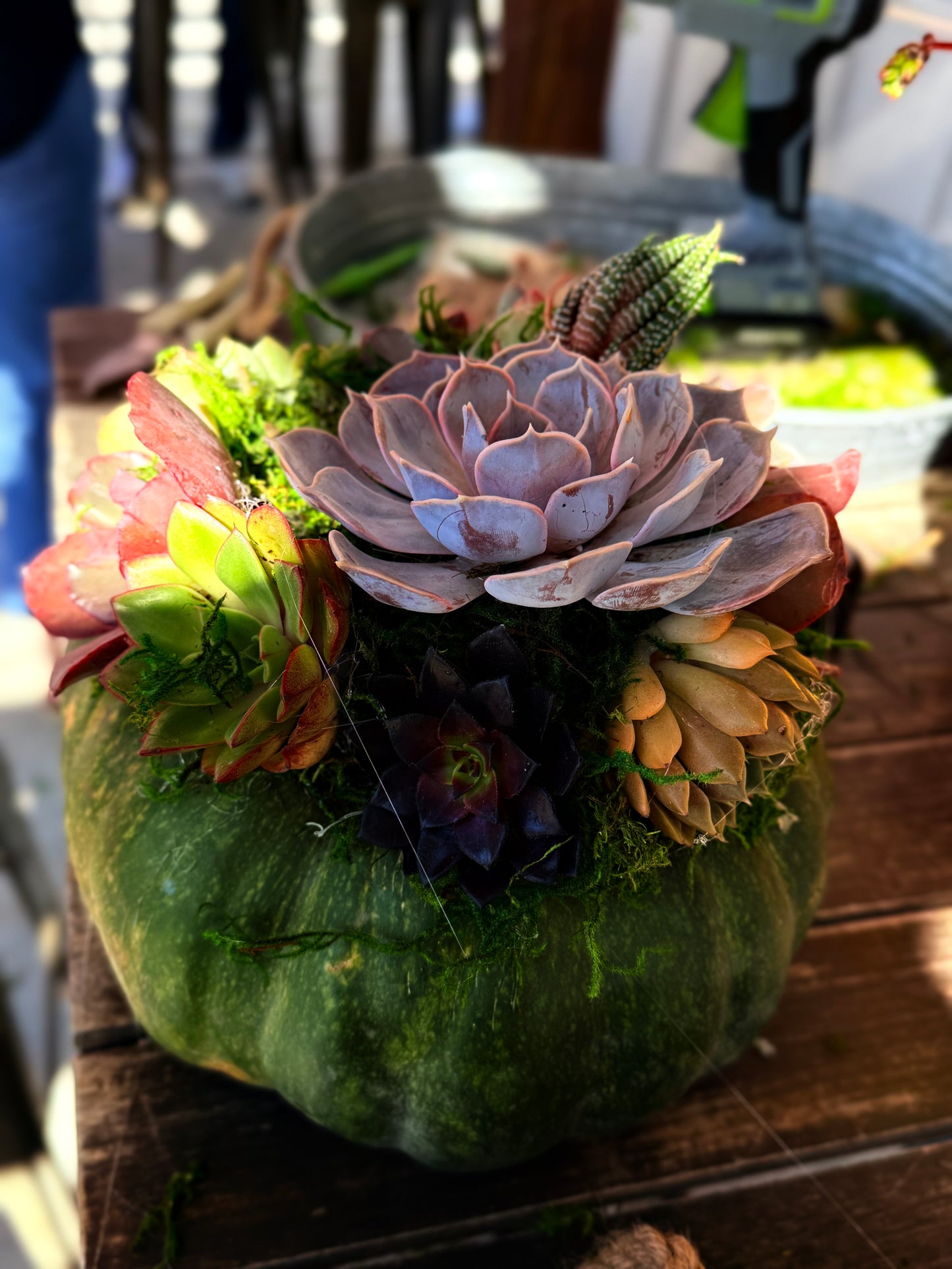 Succulent Pumpkin Workshop| Wet woody's Pub & Grub | Deer Creek, MN
