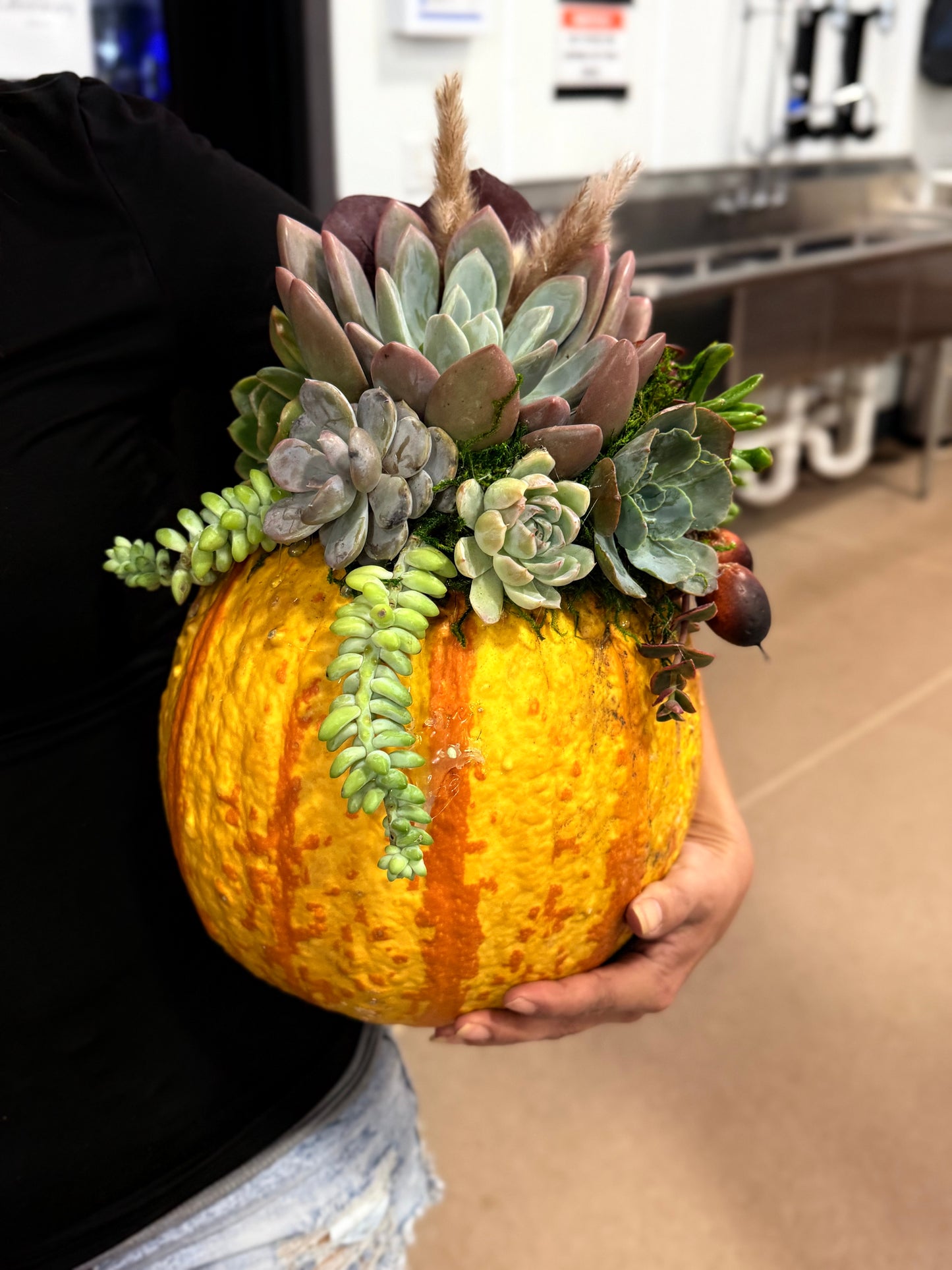 Succulent Pumpkin Workshop| ABC Brewing| Battle Lake, MN