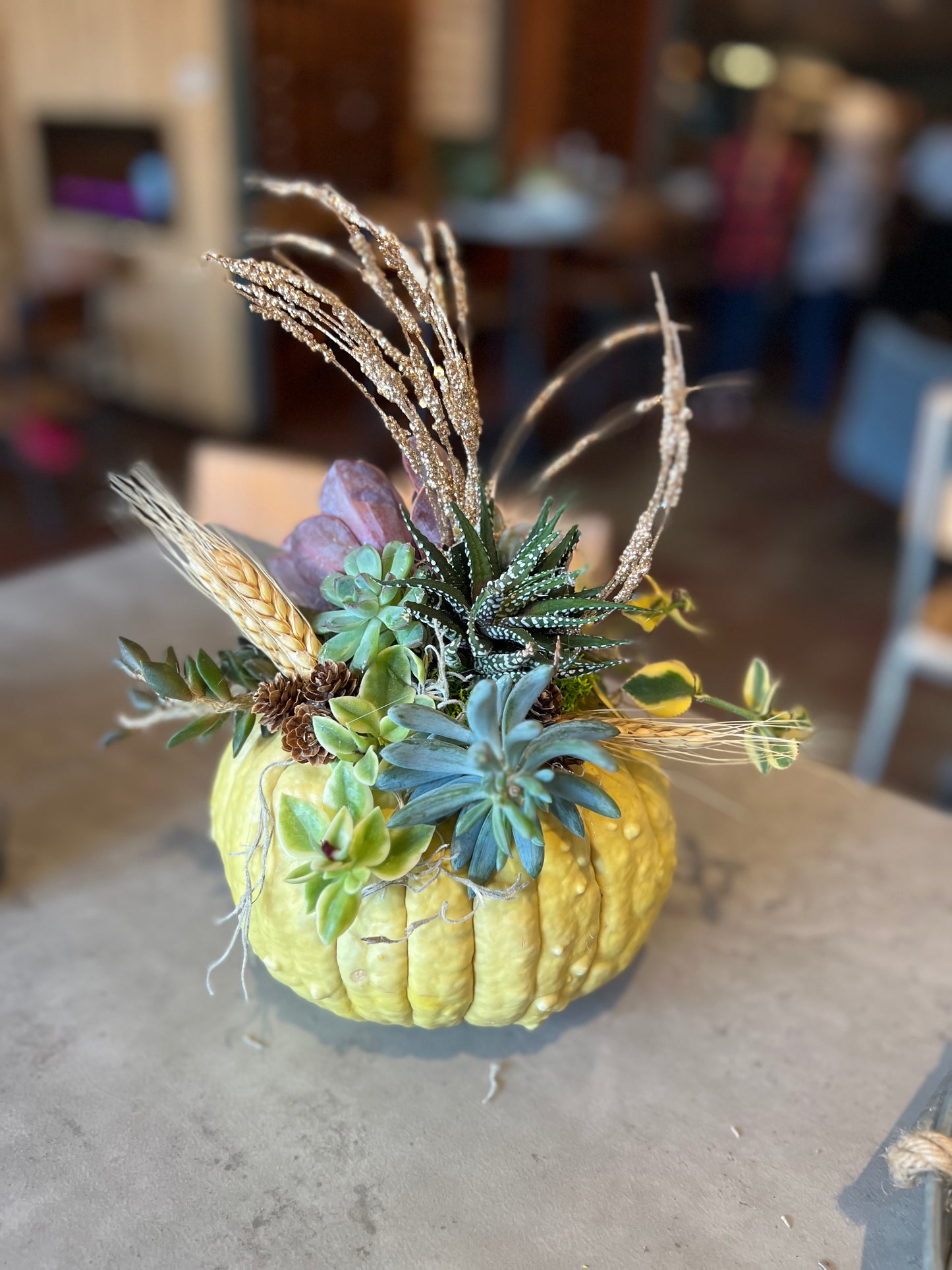Succulent Pumpkin Workshop at Copper Trail Brewing - Alexandria, MN