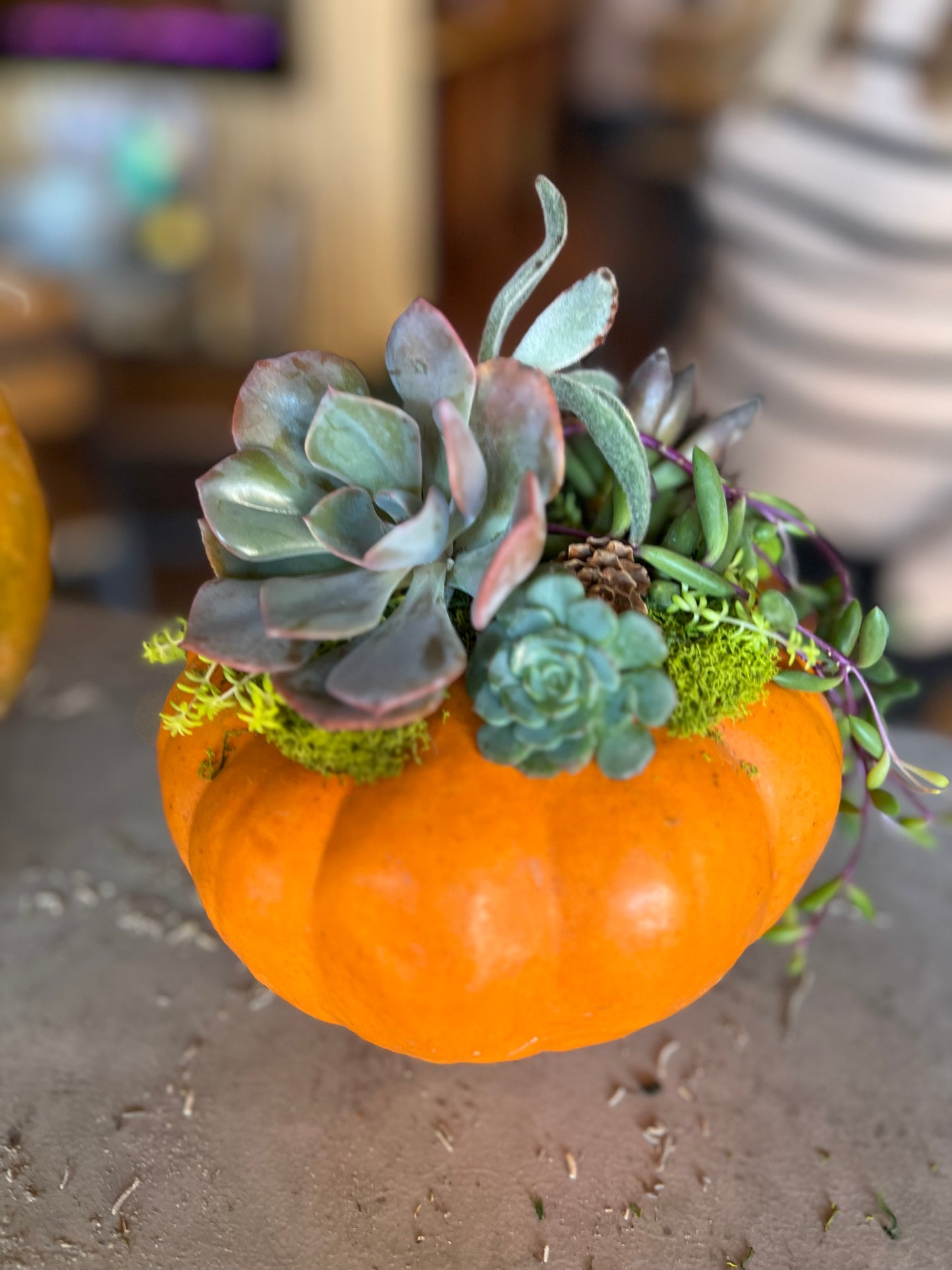 Succulent Pumpkin Workshop| Copper Trail Brewing Co. | Alexandria, MN - Oletoberfest
