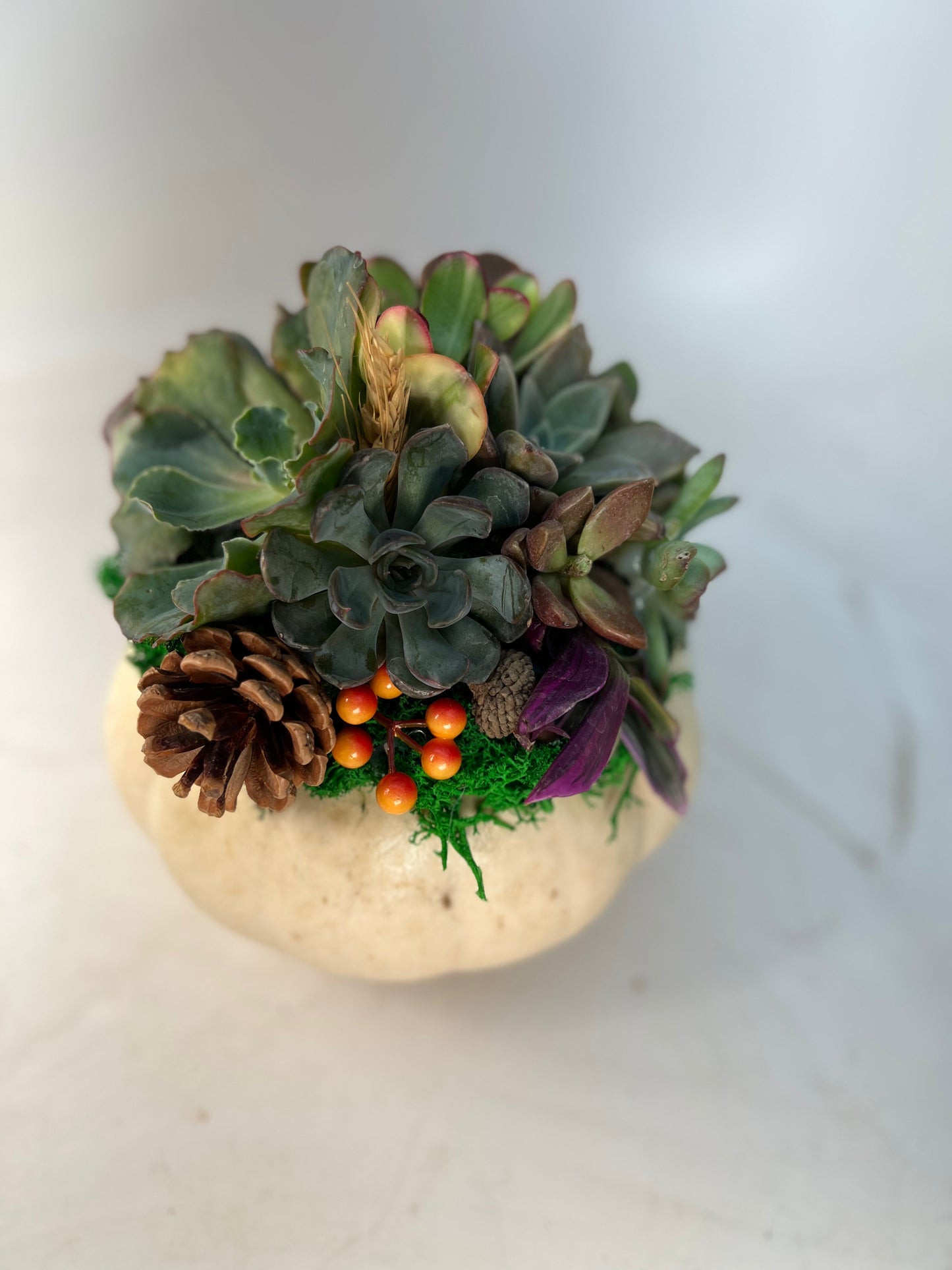 Succulent Pumpkin Workshop at Messiah Lutheran Church - Underwood, MN OPEN TO THE PUBLIC