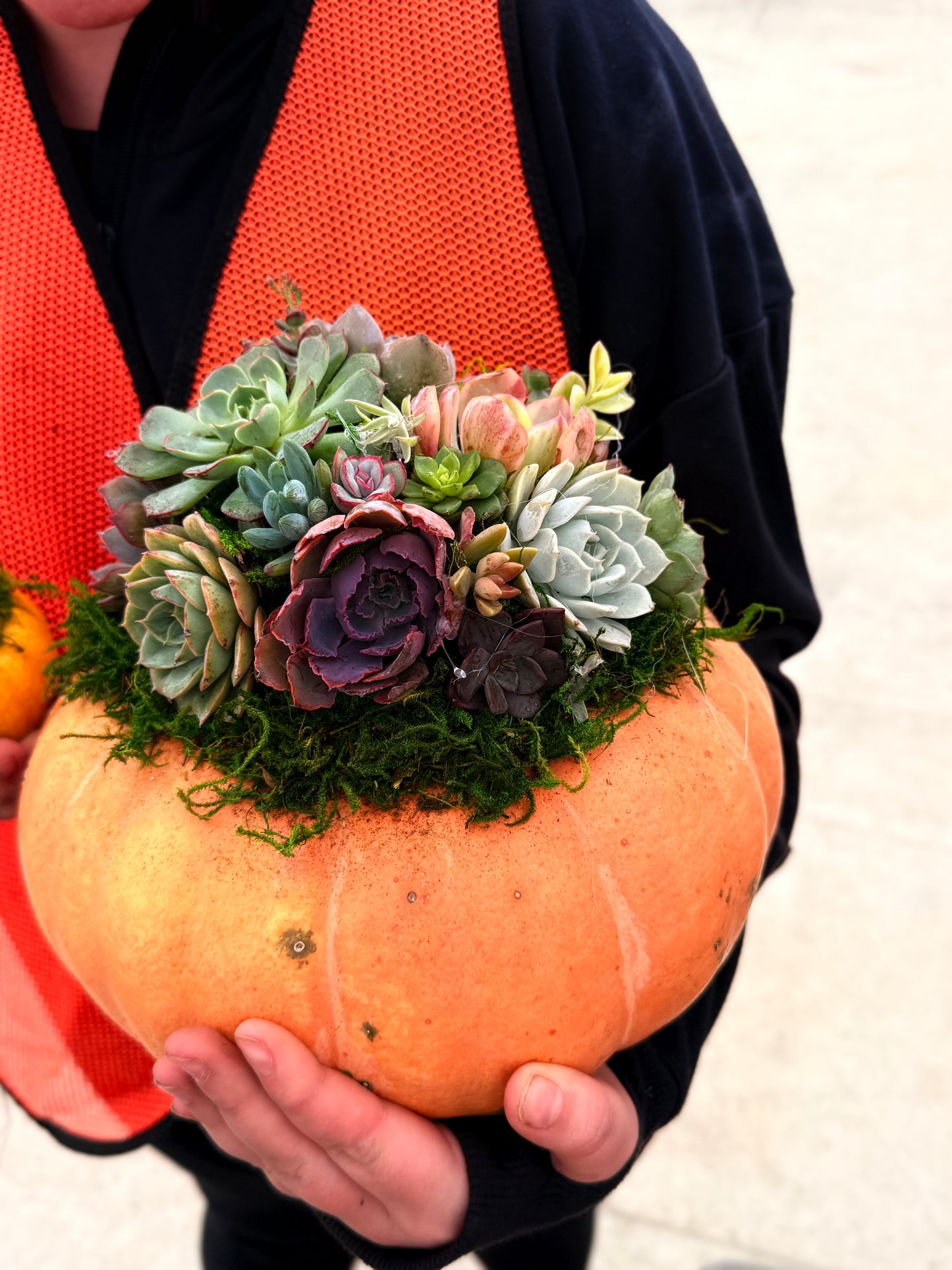 Succulent Pumpkin Workshop| ABC Brewing| Battle Lake, MN