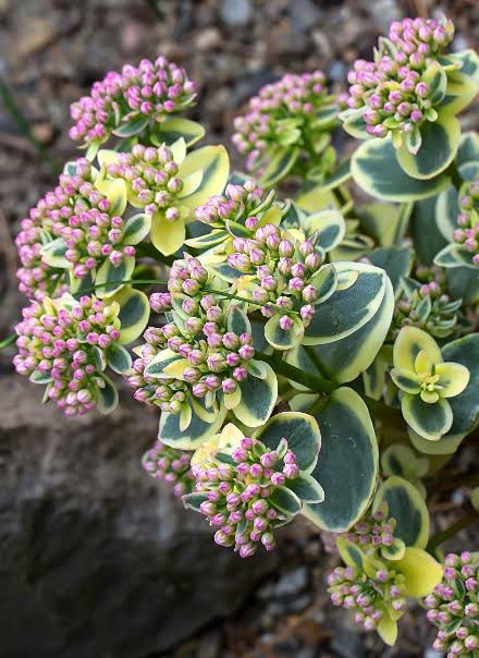 SEDUM LIME TWISTER -MN OUTDOOR PERENNIAL 4" POT