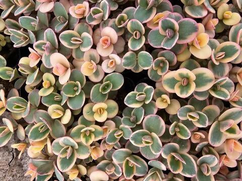 SEDUM LIME TWISTER -MN OUTDOOR PERENNIAL 4" POT