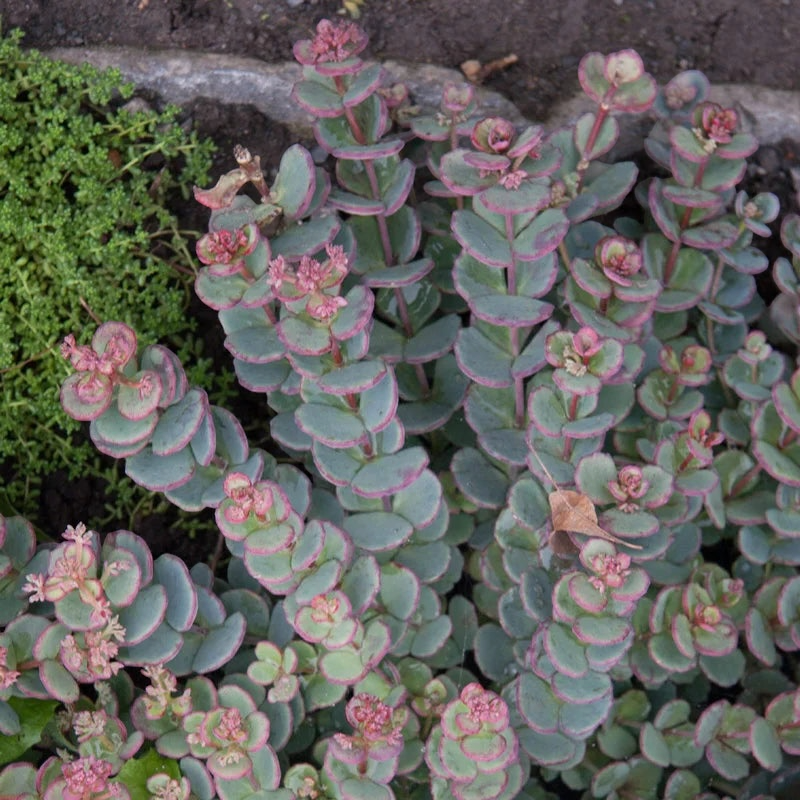 SEDUM OCTOBER DAPHNE ‘Sedum  Sieboldii’ -MN OUTDOOR PERENNIAL 4" POT