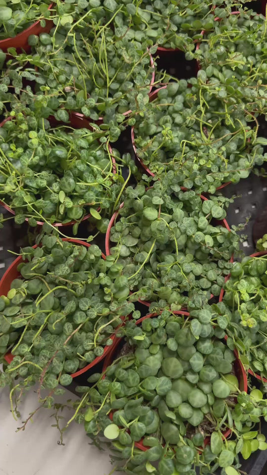 4” Super full String of turtles